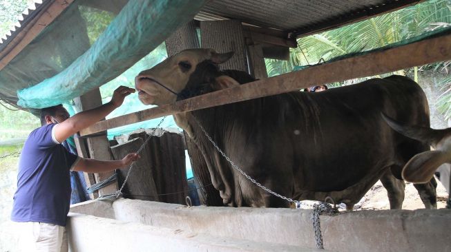 Jokowi Berikan Sapi Seberat 800 Kilogram ke 34 Provinsi
