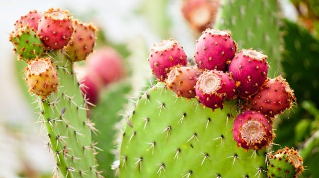 Tak Banyak yang Tahu, Ternyata Ekstrak Buah Kaktus Punya Manfaat Bagi Kesehatan Kulit