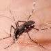 Lawan Dengue di Kawasan ASEAN, Kementerian Kesehatan Dorong Perluasan Program Nyamuk Wolbachia