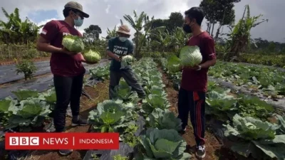 Cerita Para Pemuda Bali yang Beralih Menjadi Petani Cerdas