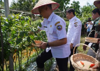Panen Cabai Serentak TPID KUPONWAH, Pontianak Fokus Jaga Pasokan dan Kendalikan Inflasi