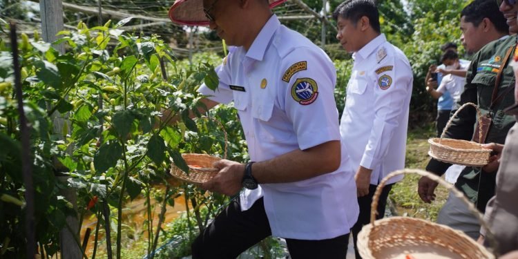 Panen Cabai Serentak TPID KUPONWAH, Pontianak Fokus Jaga Pasokan dan Kendalikan Inflasi