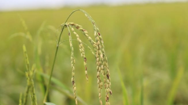 Ekspor Pertanian Januari-Februari Tumbuh 8,81 Persen