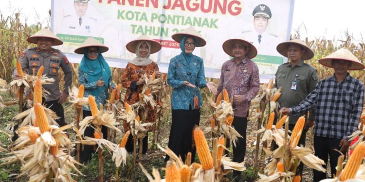 Panen Perdana Jagung Hibrida di Pontianak Utara Hasilkan 1,5 Ton
