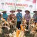 Panen Perdana Jagung Hibrida di Pontianak Utara Hasilkan 1,5 Ton