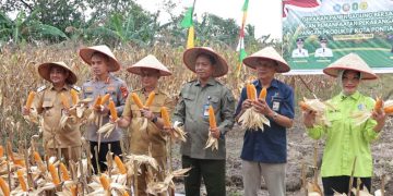 Petani Pontianak Utara Andalkan Lahan Pemerintah untuk Bertani