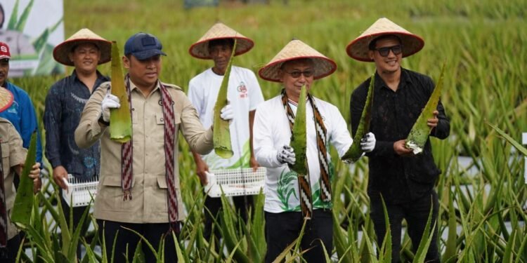 Wamentan Panen Lidah Buaya di Pontianak, Pemkot Pertahankan Lahan Pertanian Perkotaan