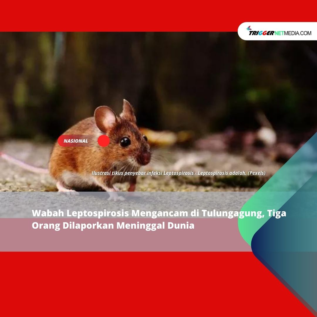 Wabah Leptospirosis Mengancam di Tulungagung, Tiga Orang Dilaporkan Meninggal Dunia