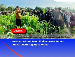 Presiden Jokowi Sulap 10 Ribu Hektar Lahan untuk Tanam Jagung di Papua