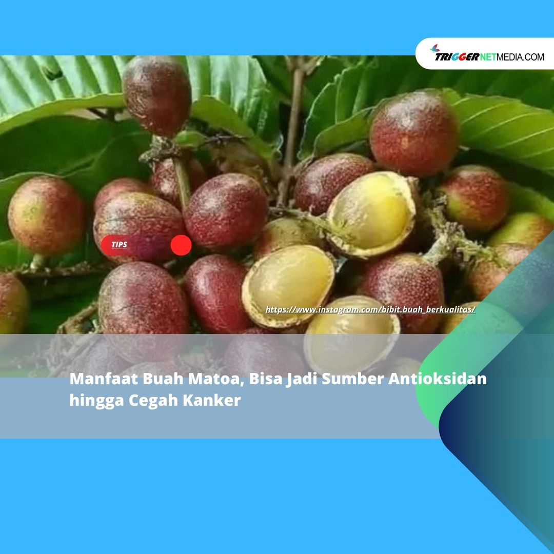 Manfaat Buah Matoa, Bisa Jadi Sumber Antioksidan hingga Cegah Kanker