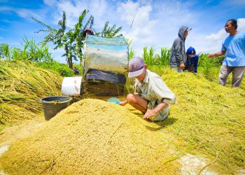 HET Tertekan, Distribusi Beras Ikut Tersendat