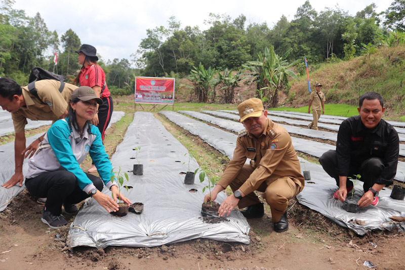 Gerakan Tanam Cabai Dicanangkan untuk Tekan Inflasi di Desa Amang, Kabupaten Landak