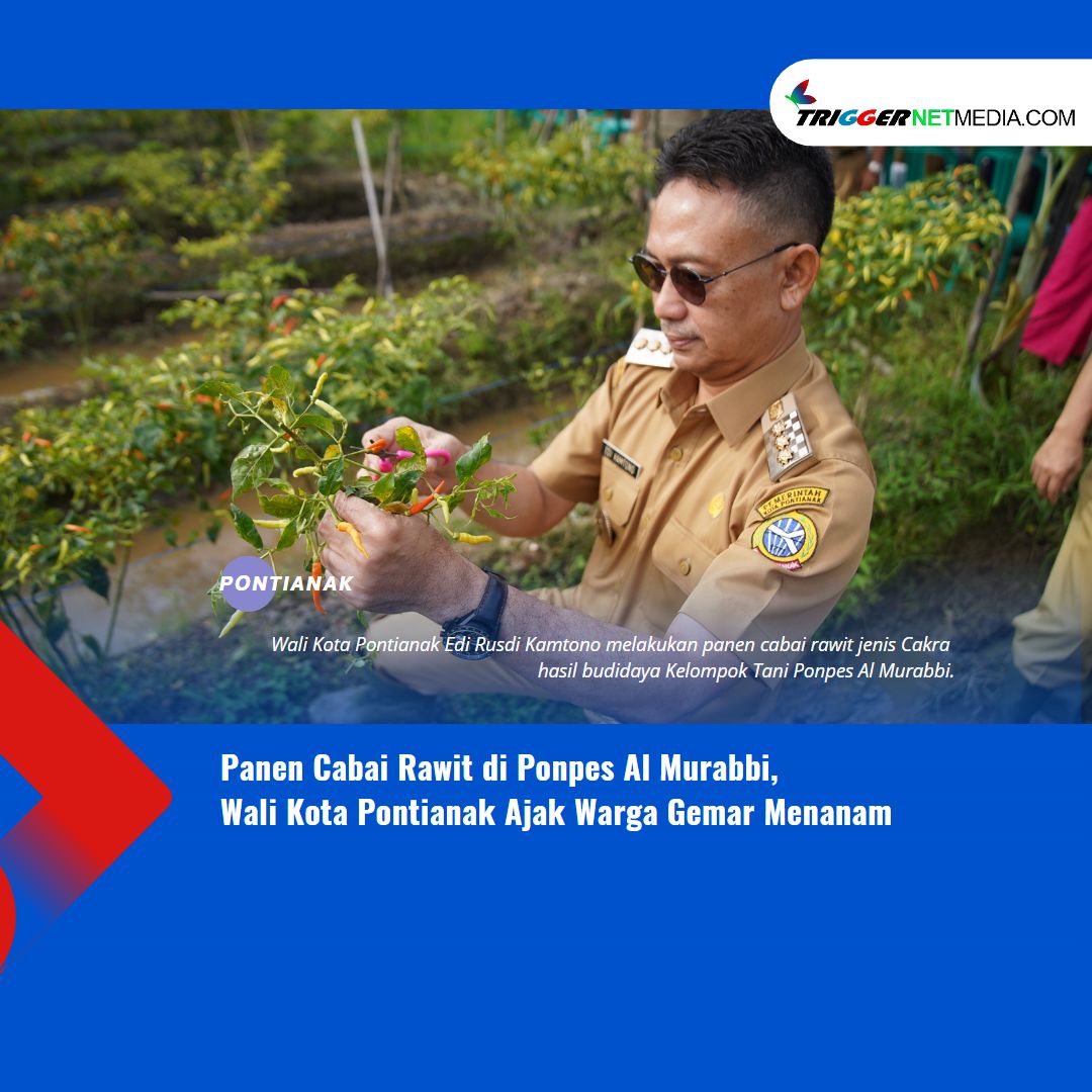 Panen Cabai Rawit di Ponpes Al Murabbi, Wali Kota Pontianak Ajak Warga Gemar Menanam