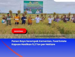 Panen Raya Serempak Kementan, Food Estate Kapuas Hasilkan 5,2 Ton per Hektare