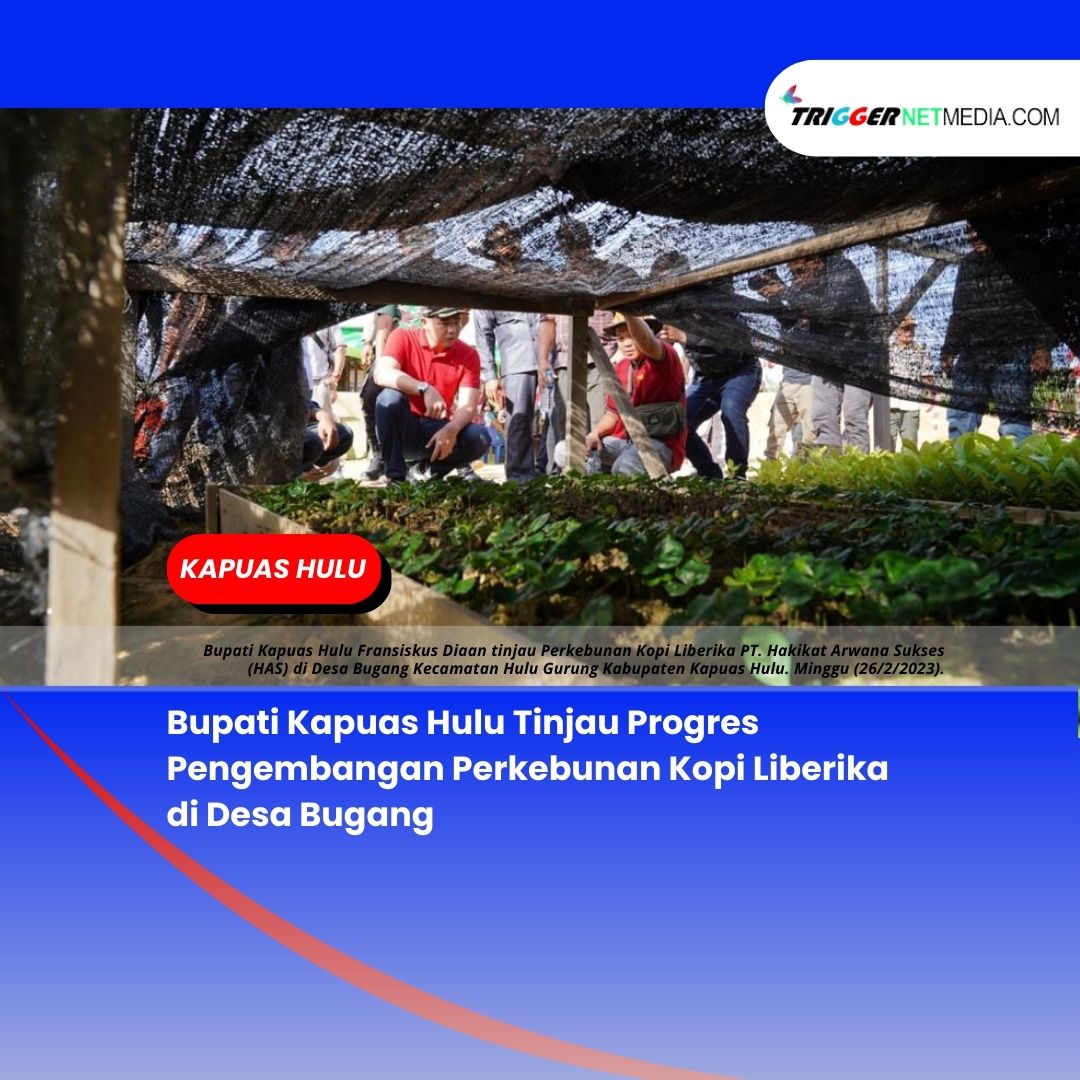 Bupati Kapuas Hulu Tinjau Progres Pengembangan Perkebunan Kopi Liberika di Desa Bugang
