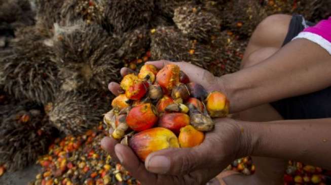 Minyak Sawit Kini Dilirik Industri Makanan Benua Biru