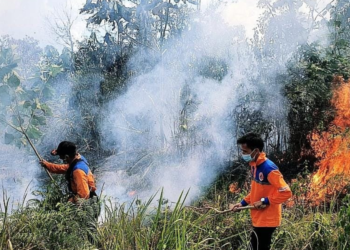 Hotspot Kalimantan Capai 10.896 Titik, Kementan Perketat Pencegahan Karhutla di Perkebunan