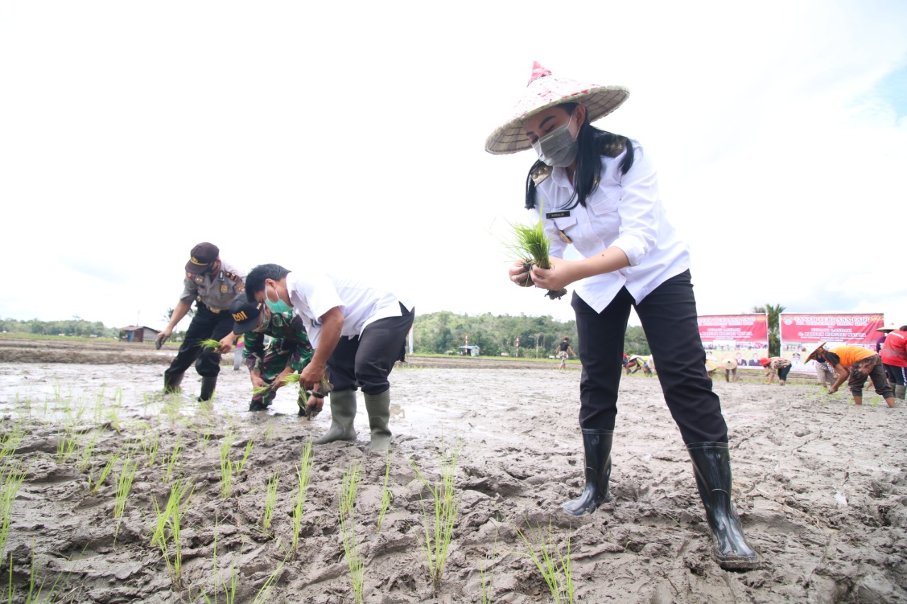 Bupati Landak Tanam Padi di Kecamatan Sebangki
