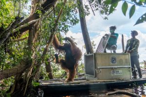 Translokasikan si “Jhon” Individu Orangutan di Hutan Rawa Gambut