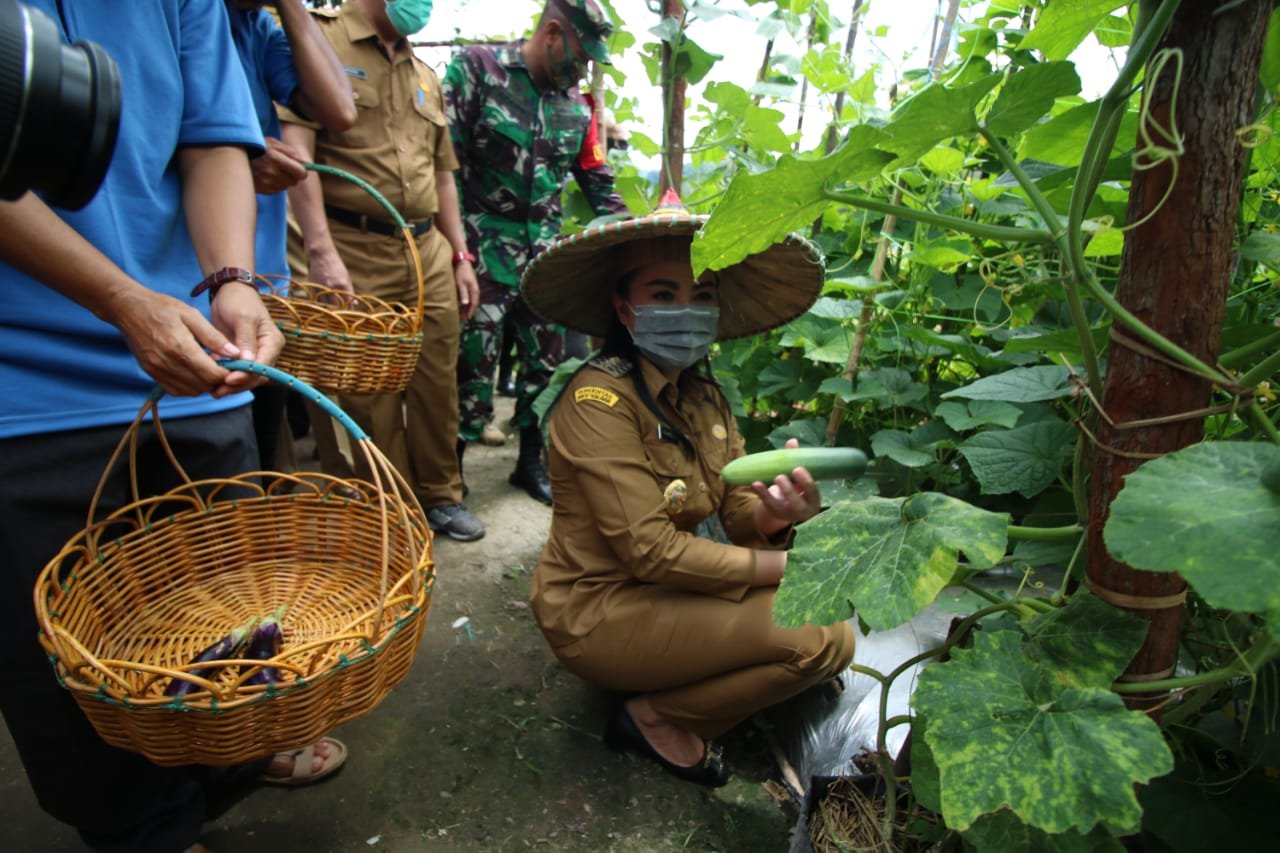 Intip Bupati Landak Tanam dan Panen Pekarangan Pangan Lestari