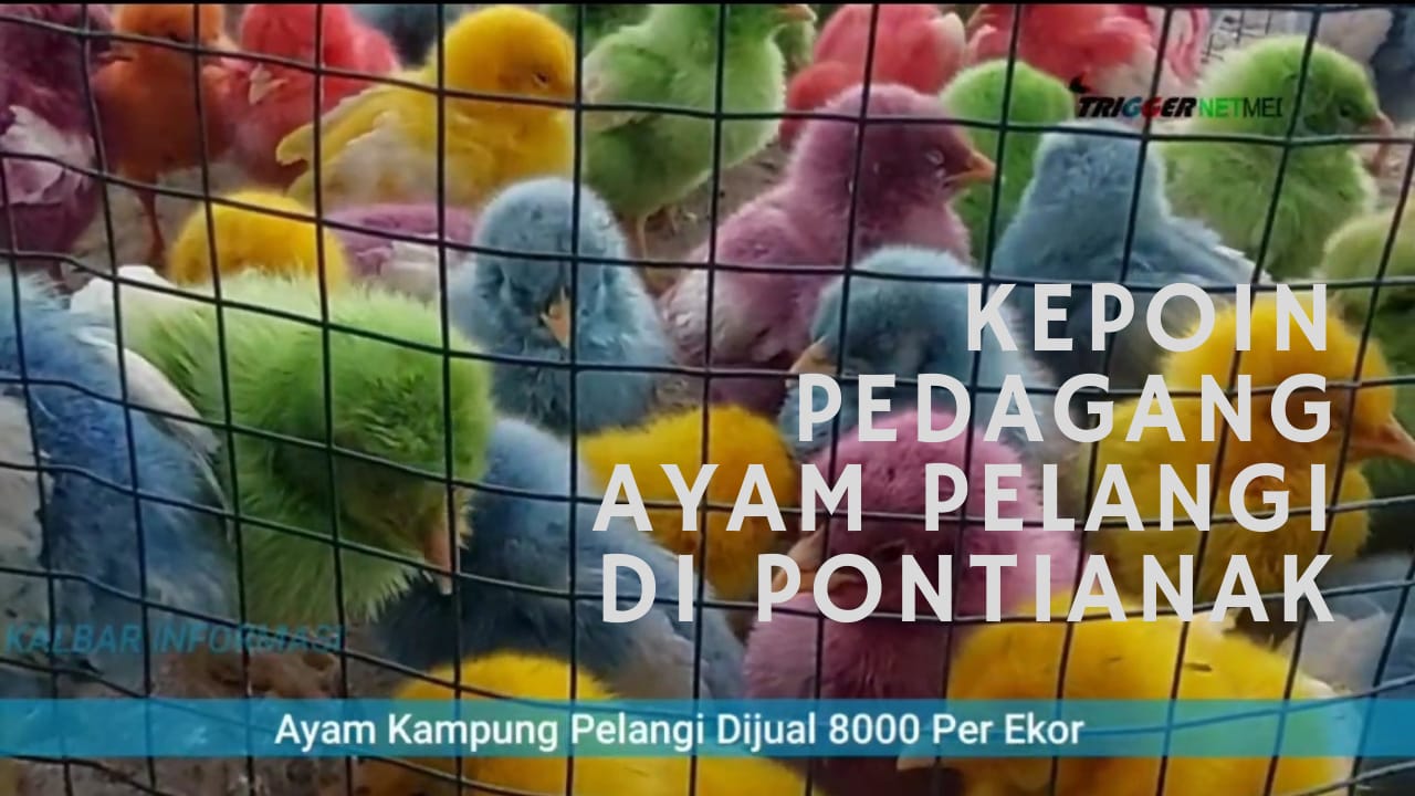 Kepoin Pedagang Ayam Pelangi di Pontianak