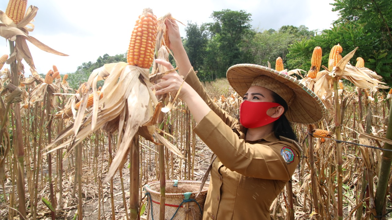 Panen Raya Jagung di Desa Pawis
