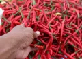 Kemendagri Minta Daerah Segera Atasi Lonjakan Harga Cabai Merah