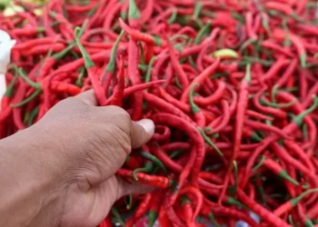Kemendagri Minta Daerah Segera Atasi Lonjakan Harga Cabai Merah
