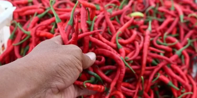 Kemendagri Minta Daerah Segera Atasi Lonjakan Harga Cabai Merah