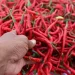 Kemendagri Minta Daerah Segera Atasi Lonjakan Harga Cabai Merah