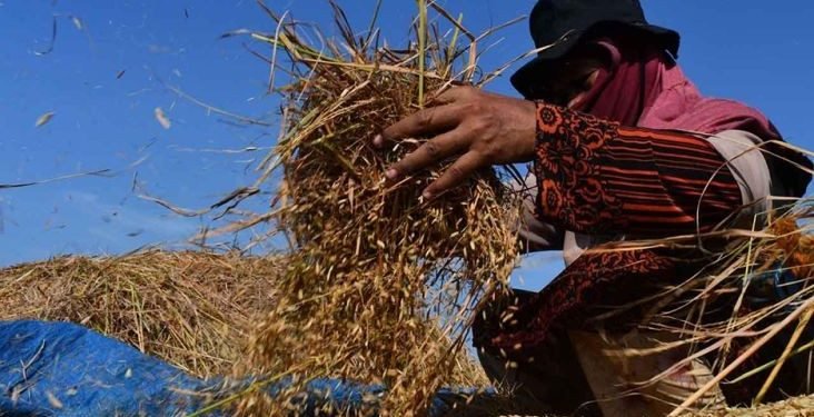 BPS: Produksi Beras Januari–Mei 2026 Turun 2,2 Persen
