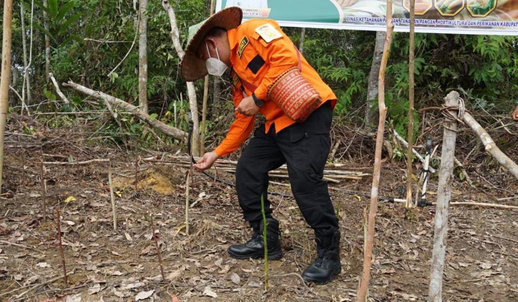 Tanam Jagung Manis 3 Hektare, Bup[ati Sanggau: Jadikan Sungai Langer Kampung Hortikultura