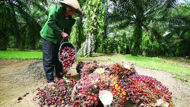 Larangan Ekspor CPO Bikin 16 juta Petani Merana, Apkasindo: Pak Jokowi, Lindungi Kami