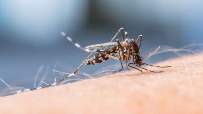 Mampukan Indonesia Upayakan Zero Dengue Pada 2030 Mendatang